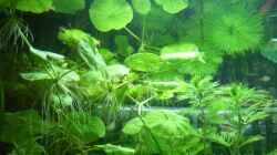 Pflanzen im Aquarium Becken 14481
