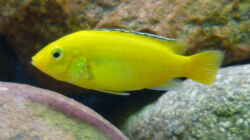 Yellow Weibchen