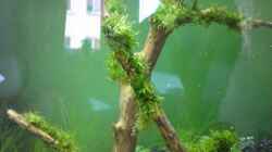 Mangrovenwurzel mit Riccia Fluitans