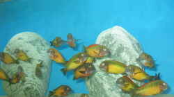 Aquarium Becken 14613
