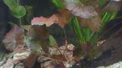 Nymphaea lotus rot