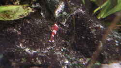 Besatz im Aquarium Red Bee Garnelen