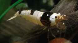 Black Bee Garnele