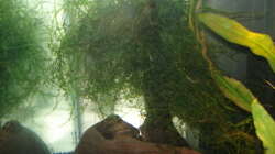 Pflanzen im Aquarium Fluval Edge Black Bee