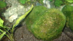 Pflanzen im Aquarium Fluval Edge Black Bee