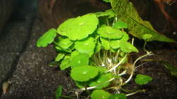 Pflanzen im Aquarium Fluval Edge Black Bee