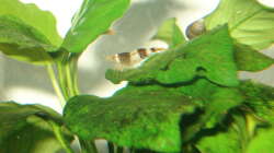 Besatz im Aquarium Fluval Edge Black Bee