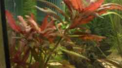 Pflanzen im Aquarium Becken 14680