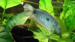 Blauer Fadenfisch