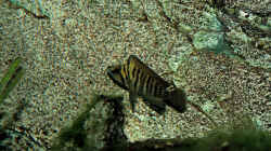 Besatz im Aquarium Tanganjika