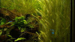 Pflanzen im Aquarium Deltabecken