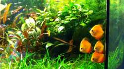 Besatz im Aquarium Deltabecken