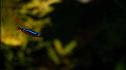 Besatz im Aquarium Deltabecken
