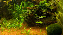 Pflanzen im Aquarium Deltabecken