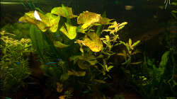 Pflanzen im Aquarium Deltabecken