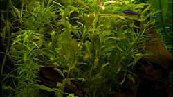 Pflanzen im Aquarium Deltabecken