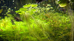 Besatz im Aquarium Deltabecken