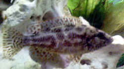 Haplochromis Polystigma