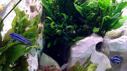 Pärchen Melanochromis Maingano