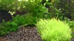 Süßwassertang und Ultricularia graminifolia