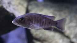 0.1 Scianechromis fryeri