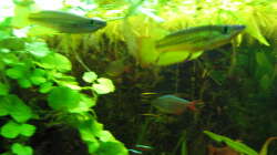 Besatz im Aquarium Zillmer