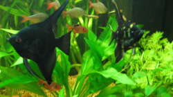 Besatz im Aquarium Zillmer