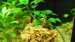 Pflanzen im Aquarium Zillmer