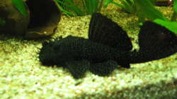 Besatz im Aquarium Zillmer