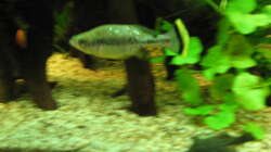 Besatz im Aquarium Zillmer