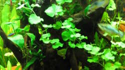 Große Wurzel in der mitte