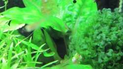 20.03.10 Cryptocoryne pontederifolia