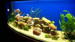 Aquarium Becken 14859