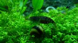 trächtiges Weibchen auf Geweihschneckentaxi