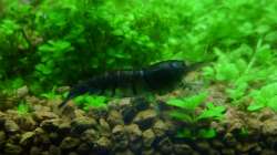 Tiger Garnele Deep Blue OE