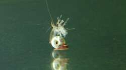 junges Posthörnchen mit Exuvienkopfbedeckung