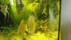 Besatz im Aquarium Delta