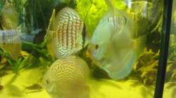 Besatz im Aquarium Delta