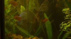 Besatz im Aquarium Delta