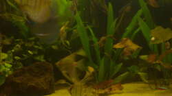 Besatz im Aquarium Delta