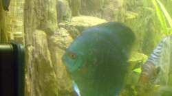 Besatz im Aquarium Delta