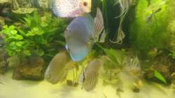 Besatz im Aquarium Delta