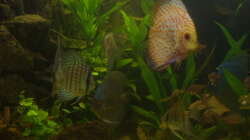 Besatz im Aquarium Delta