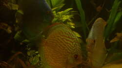 Besatz im Aquarium Delta