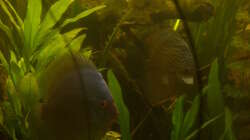 Besatz im Aquarium Delta