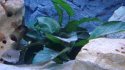 Pflanzen im Aquarium Becken 14942