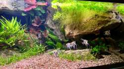 Aquarium Andrews Dream