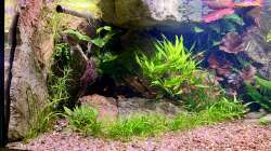 Aquarium Andrews Dream