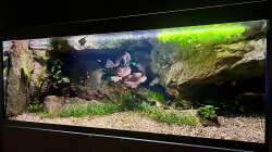 Aquarium Andrews Dream