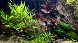 Aquarium Andrews Dream